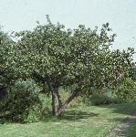 malusbramleyforfruitfoord