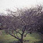 malusbramleyforwinterfoord
