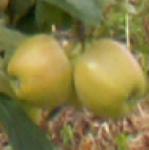 malusgalafruunripe