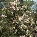 malusjamesgrieveflobudsform