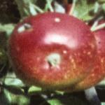 malusmertonworcesterfrusinglefoord1