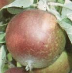 malusmertonworcesterfrusingleunripefoord