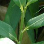 pseudosasacanejaponica1
