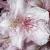 rhododendronflotpinkpearl