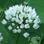 alliumpfloangulosumrvroger