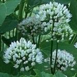 alliumpflosangulosumrvroger