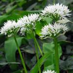 alliumpflosursinumgeetee