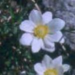 anemonepflobaldensiskevock