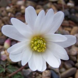 anemonepfloblandawhitesplendourrvroger