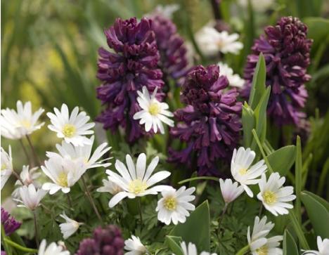 anemonepflosblandawhitesplendourgeeete