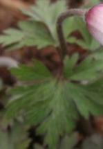 anemonepfolblandawhitesplendourkevock