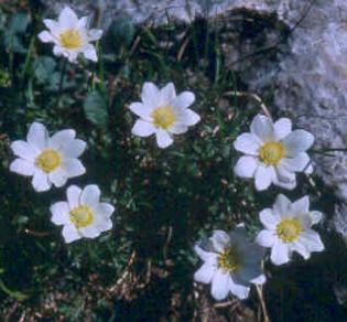 anemonepforbaldensiskevock