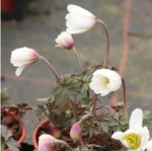 anemonepforblandawhitesplendourkevock