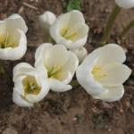 colchicumpflos1speciosumalbumkevock