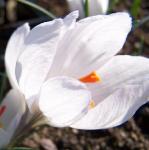 crocuspfloasumaniaervroger
