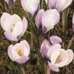 crocuspflobiflorusmissvaingeetee