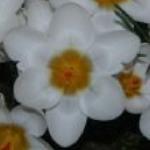crocuspflochrysanthusardschenkkevock