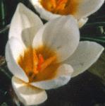 crocuspflochrysanthussnowbuntingfoord