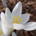 crocuspflogoulimyialbusrvroger