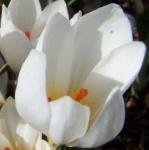 crocuspflohadriaticusindiansummerrvroger