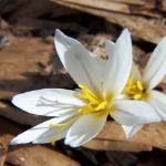 crocuspflovenerisrvroger