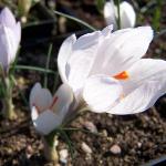 crocuspflosasumaniaervroger