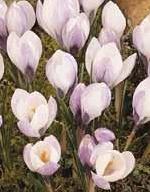 crocuspflosbiflorusmissvaingeetee