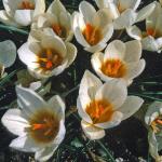 crocuspfloschrysanthussnowbuntingfoord