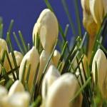 crocuspfloschrysanthussnowbuntinggeetee