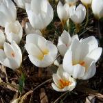 crocuspfloshadriaticusindiansummerrvroger