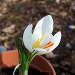 crocuspflosniveusrvroger