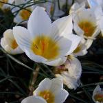 crocuspflos3chrysanthussnowbuntingrvroger