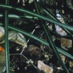 crocuspfolchrysanthussnowbuntingfoord