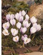 crocuspforbiflorusmissvaingeetee