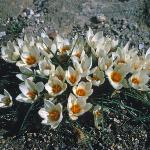 crocuspforchrysanthussnowbuntingfoord