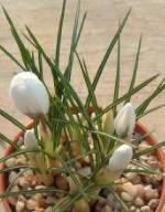 crocuspfor1biflorusmissvainkevock