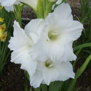 gladiolusffloamsterdamrvroger