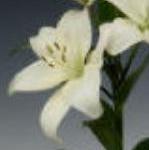 lilliumfflokingdomgeetee