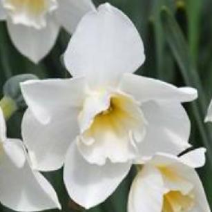 Image Gallery: Narcissus sweet love