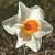narcissuscfloredhilldeeproot1a