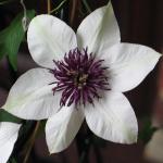 clematisflofloridasieboldii1