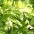 wisteriafoltfloribundaalba1