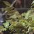 wisteriafoltsinensis1