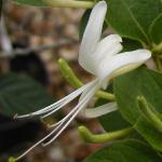 loniceraflojaponicahalliana