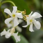 trachelospermumaflosjasminoides