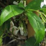 trachelospermumbfoljasminoides