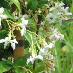 trachelospermumcflos1jasminoides