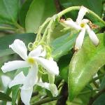 trachelospermumdflos2jasminoides