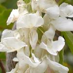 wisteriaflosinensisalba