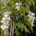 wisteriaflossinensisalba